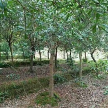 杨梅树培育种植基地产地直销