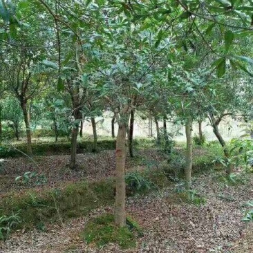 杨梅树培育种植基地产地直销