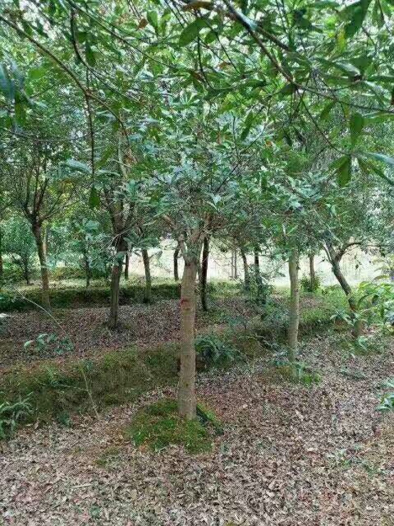 杨梅树培育种植基地产地直销