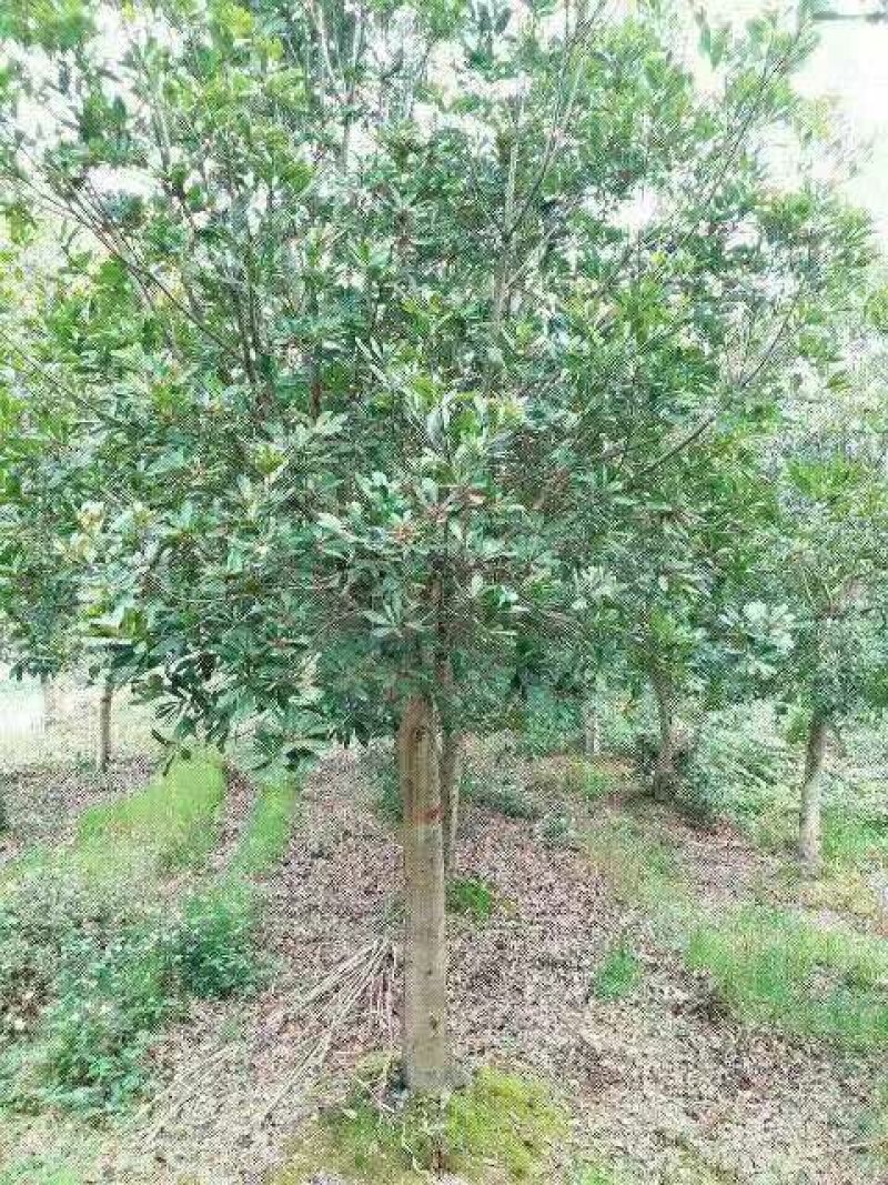 杨梅树培育种植基地产地直销