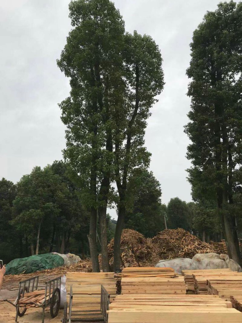 丛生香樟基地直销价格低于市场