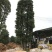 丛生香樟基地直销价格低于市场