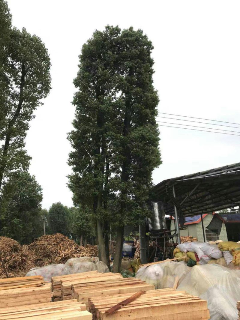 丛生香樟基地直销价格低于市场