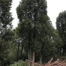 丛生香樟基地直销价格低于市场