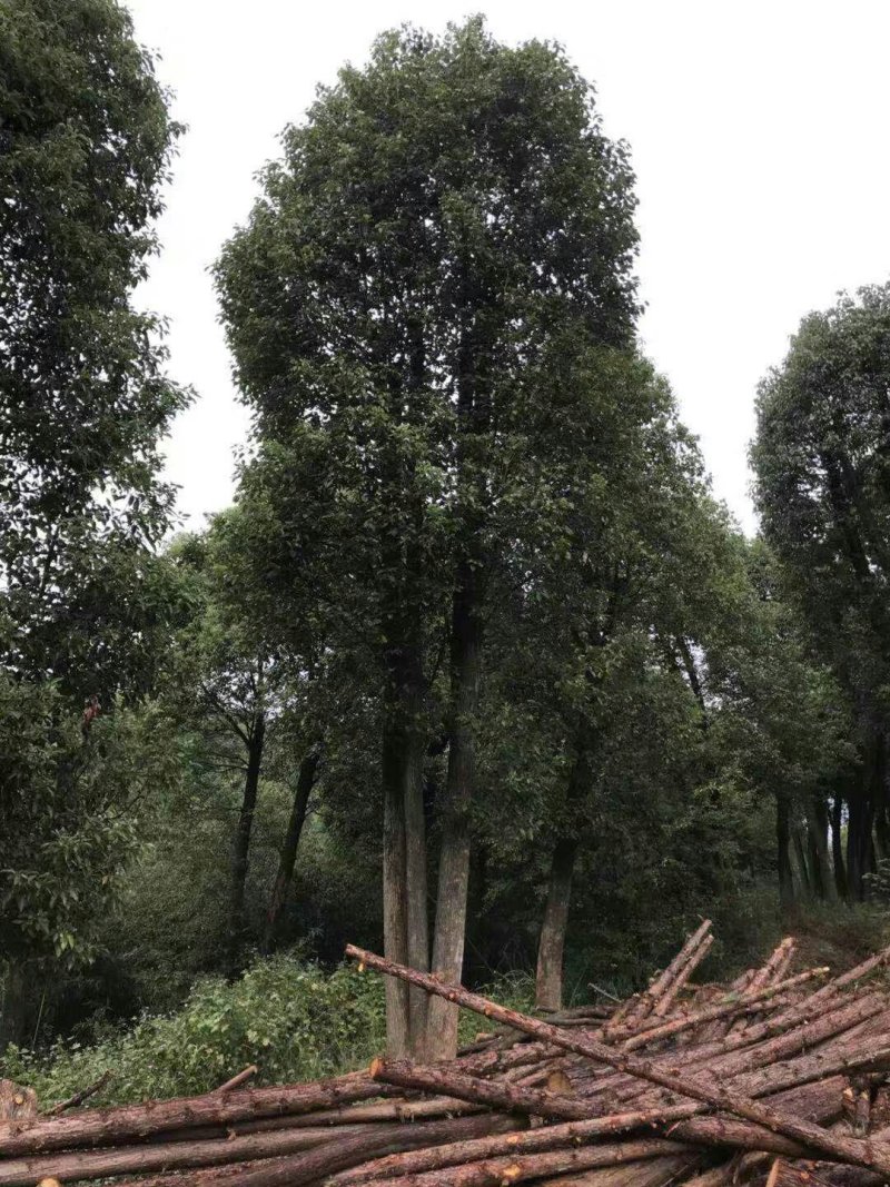 丛生香樟基地直销价格低于市场