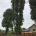 丛生香樟基地直销价格低于市场