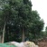 丛生香樟基地直销价格低于市场