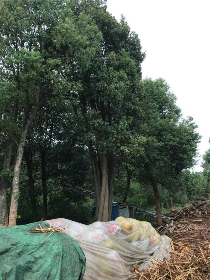 丛生香樟基地直销价格低于市场