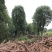 丛生香樟基地直销价格低于市场