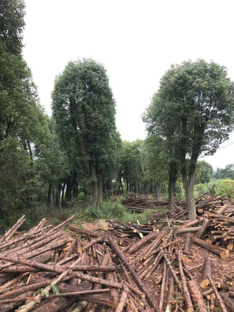 丛生香樟基地直销价格低于市场