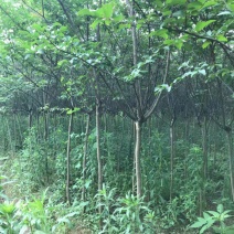 紫薇占地量大从优产地直销