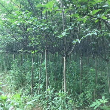 紫薇占地量大从优产地直销