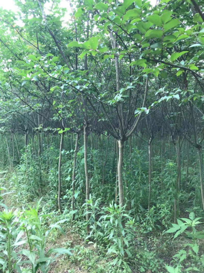 紫薇占地量大从优产地直销