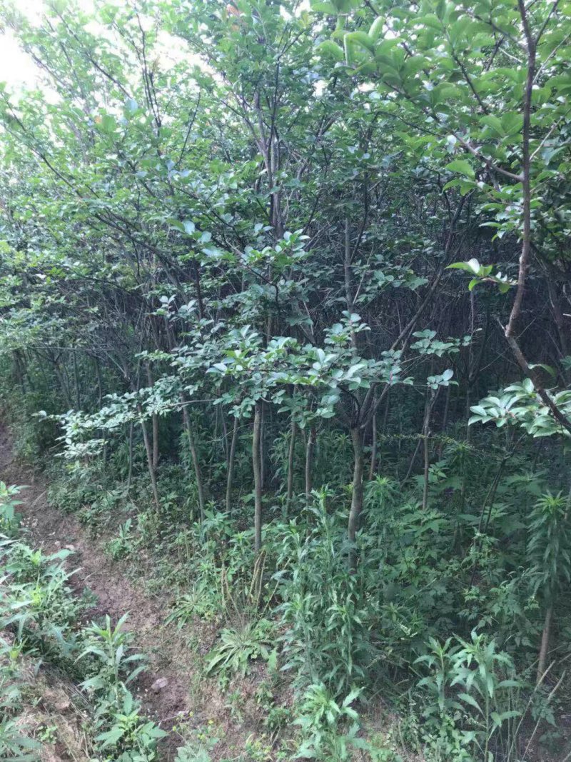 紫薇占地量大从优产地直销