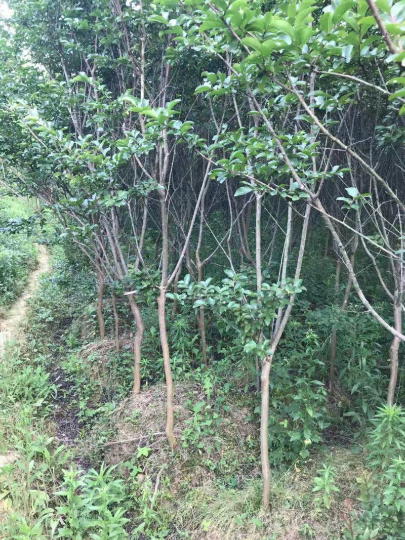 紫薇占地量大从优产地直销