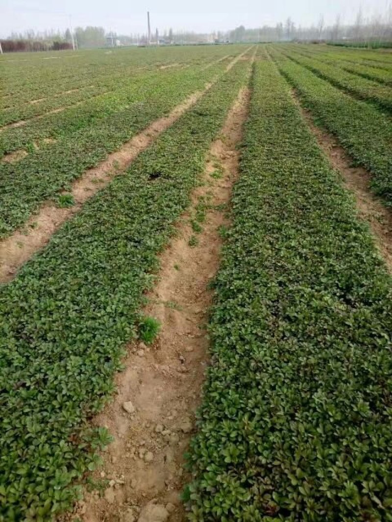 芍药苗，药用芍药苗，一手货源，量大从优，产量高