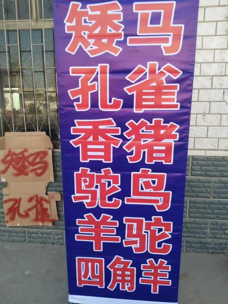 矮马