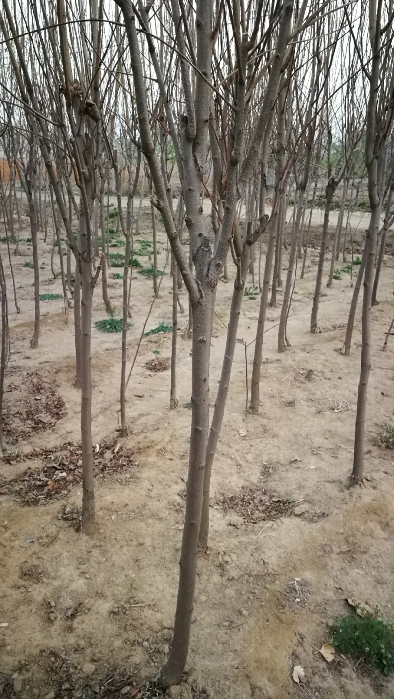 脆甜柿子苗阳丰大秋富有次郎1公分-4公分