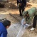 脆甜柿子苗阳丰大秋富有次郎1公分-4公分