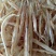 野生小膳胶
