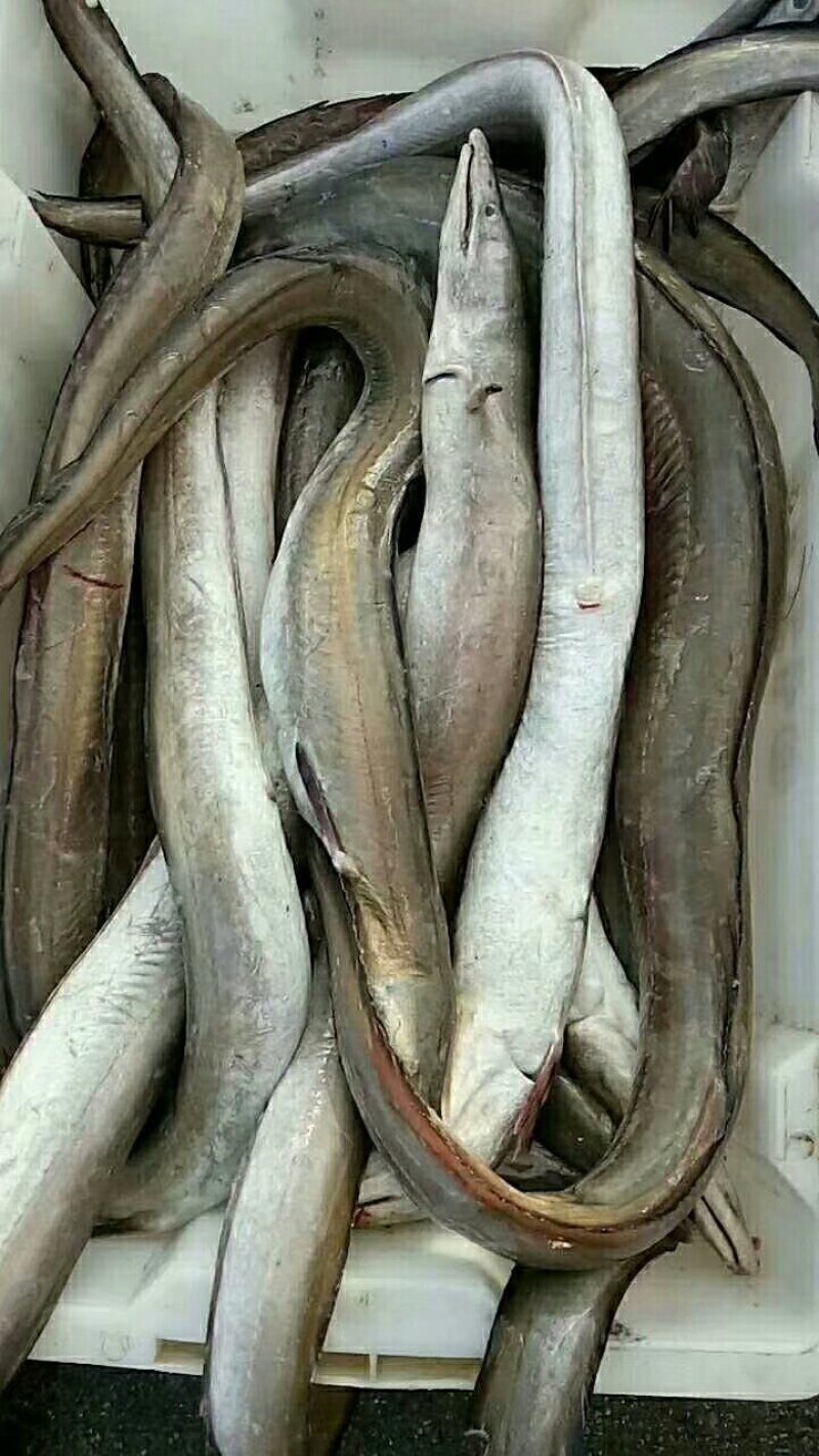 野生小膳胶