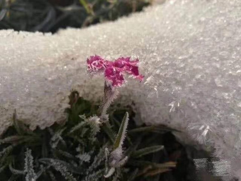 欧石竹