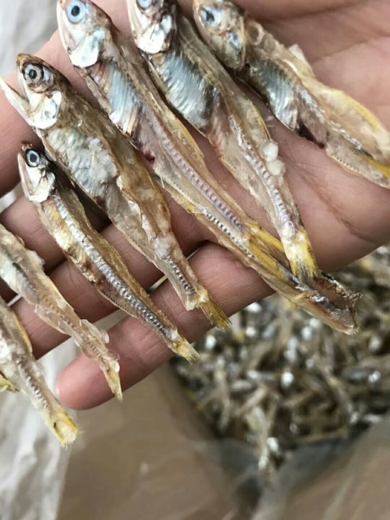 白饭鱼