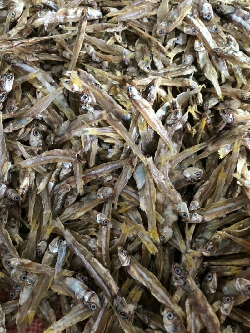 白饭鱼