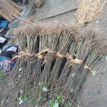 毛叶山桐子种的