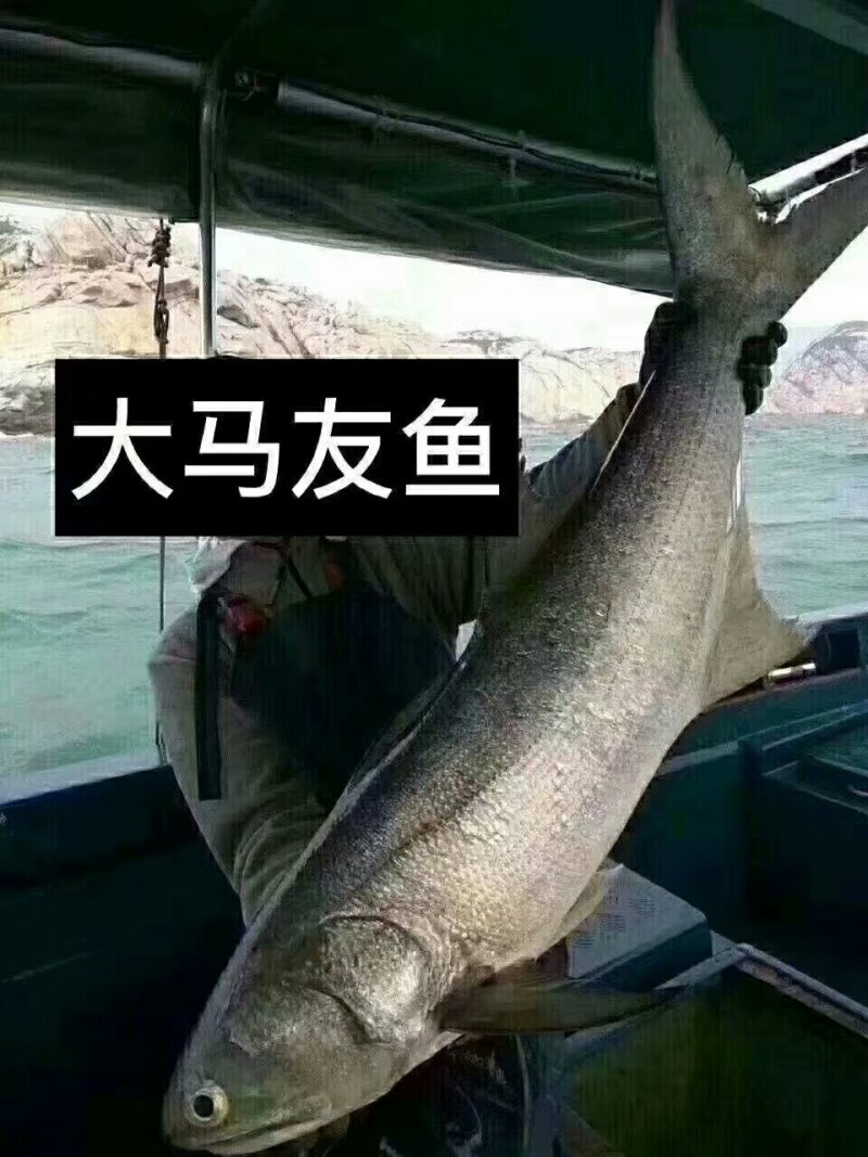 天然马友