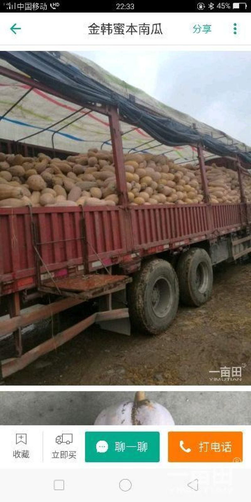 密本南瓜大果型，量大货优，随时有现货出售