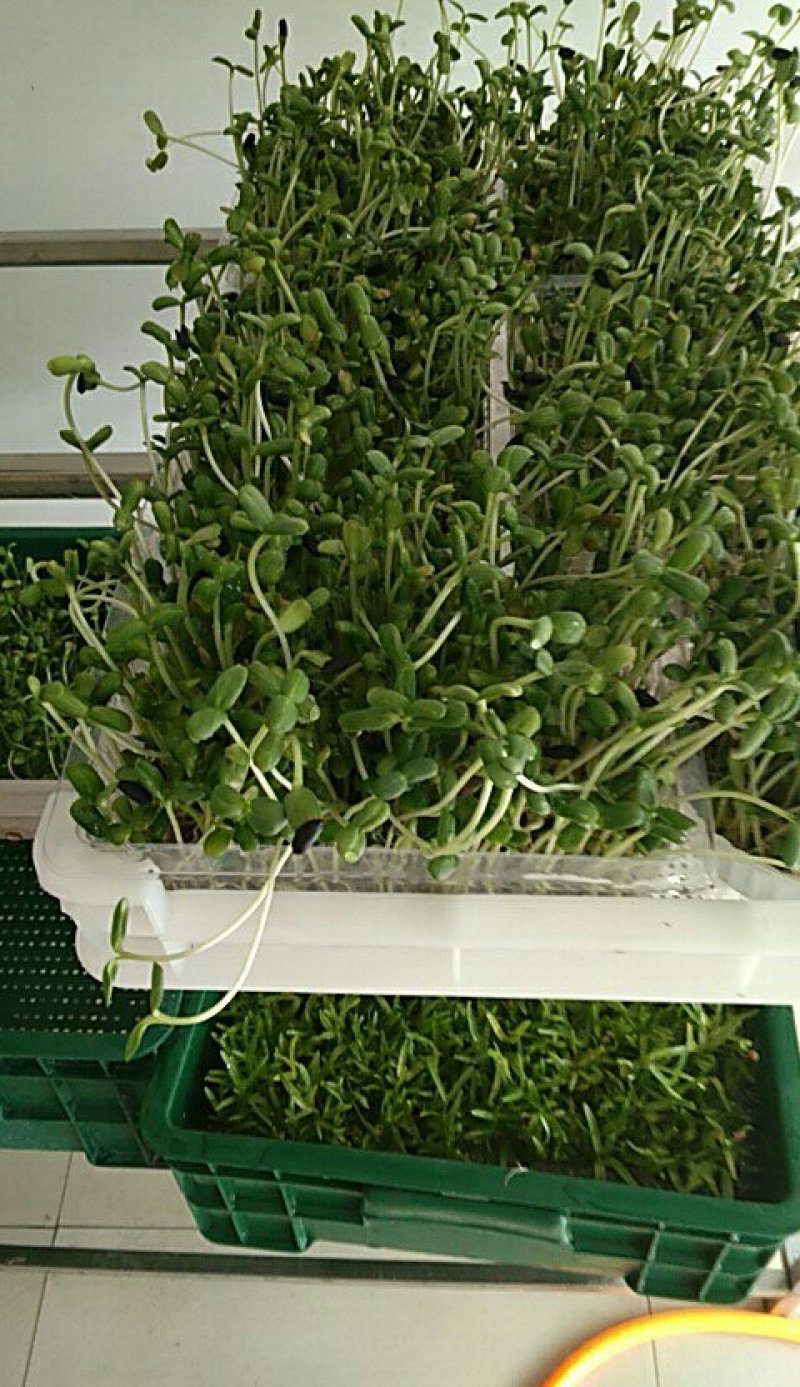 活体空心菜苗，油葵苗