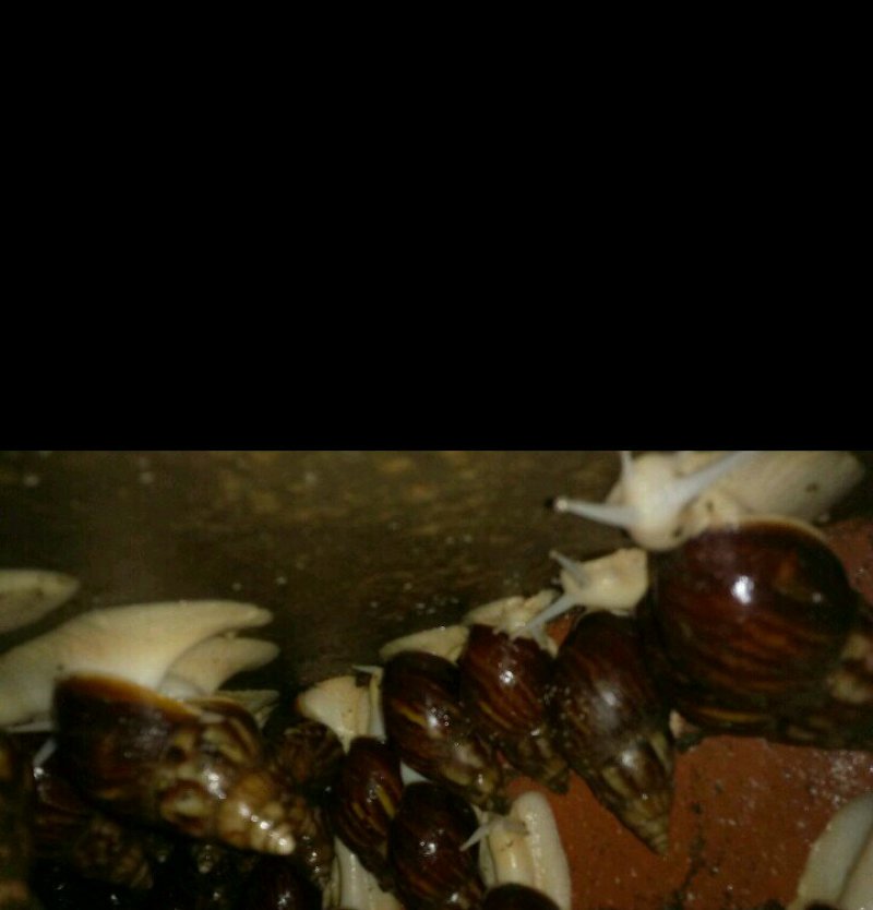 白玉蜗牛
