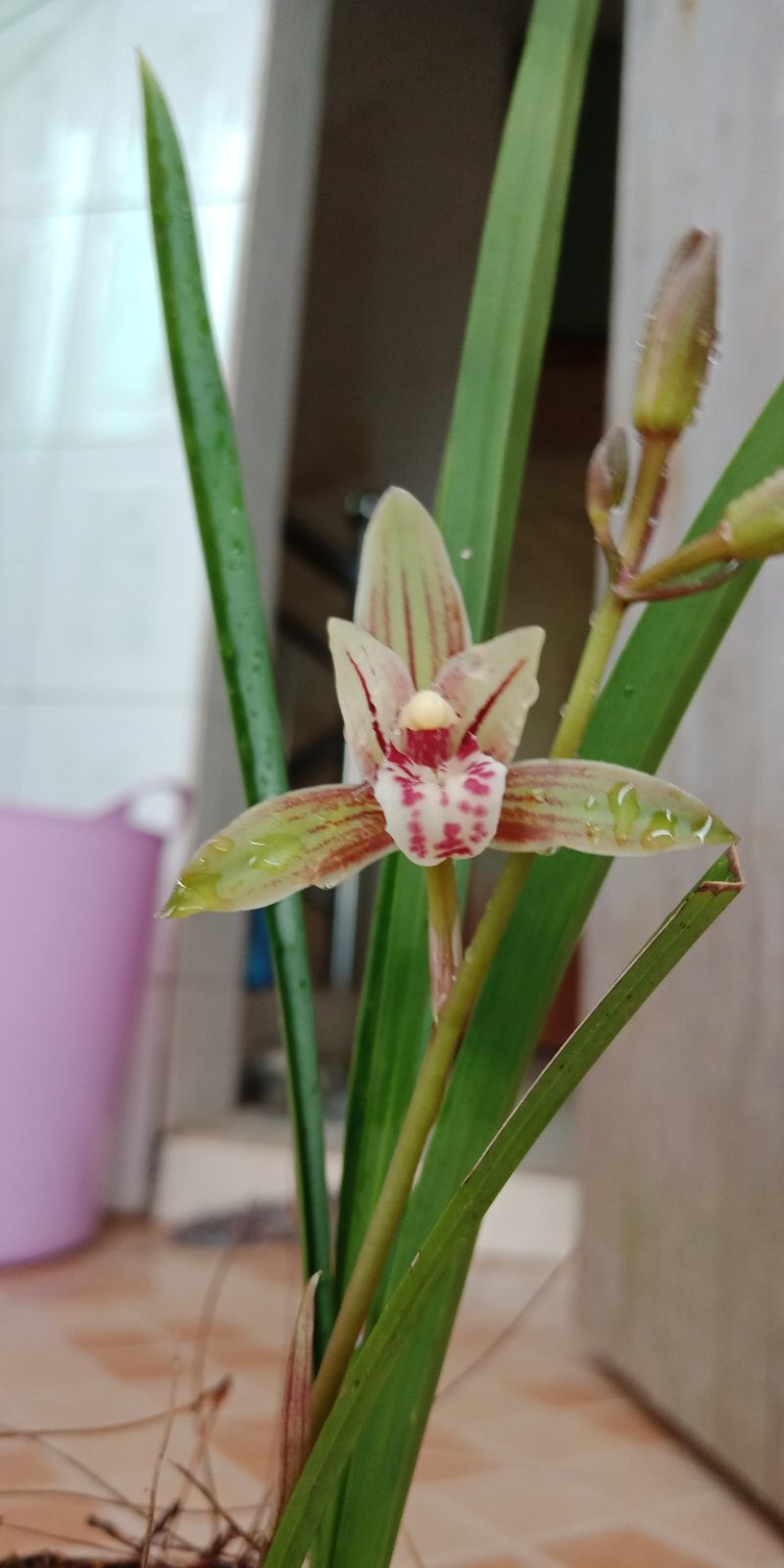 兰花