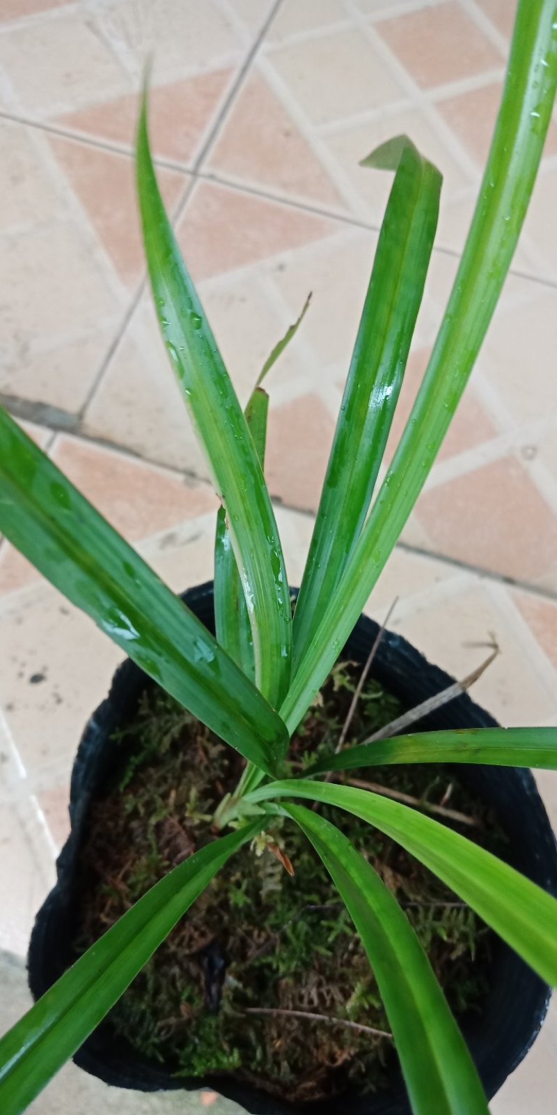 兰花