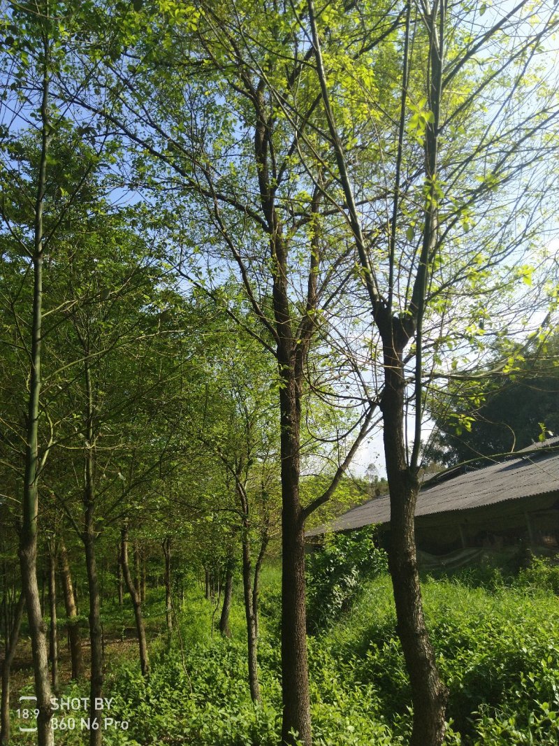 樟树261~300cm