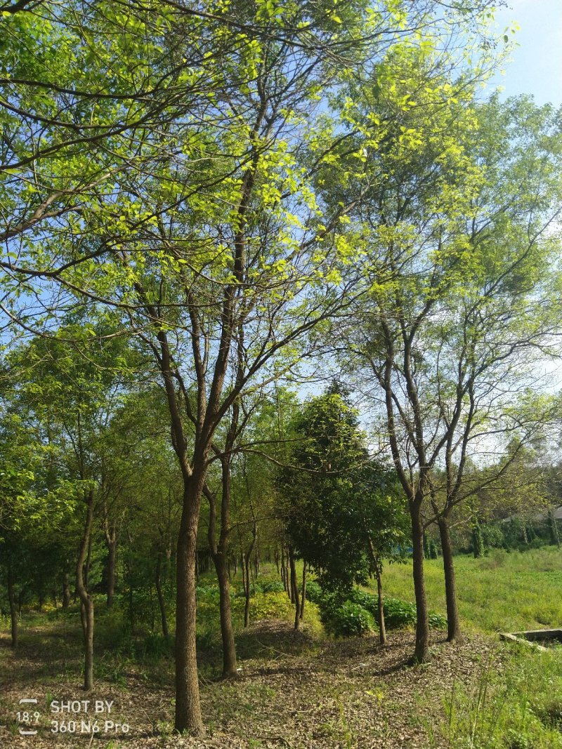 樟树261~300cm