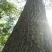 樟树261~300cm