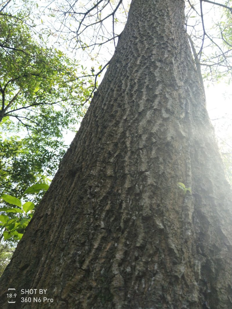 樟树261~300cm