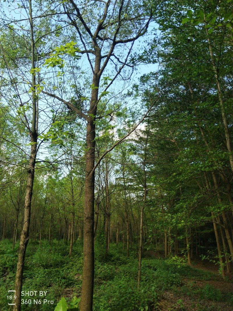 樟树261~300cm