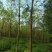 樟树261~300cm