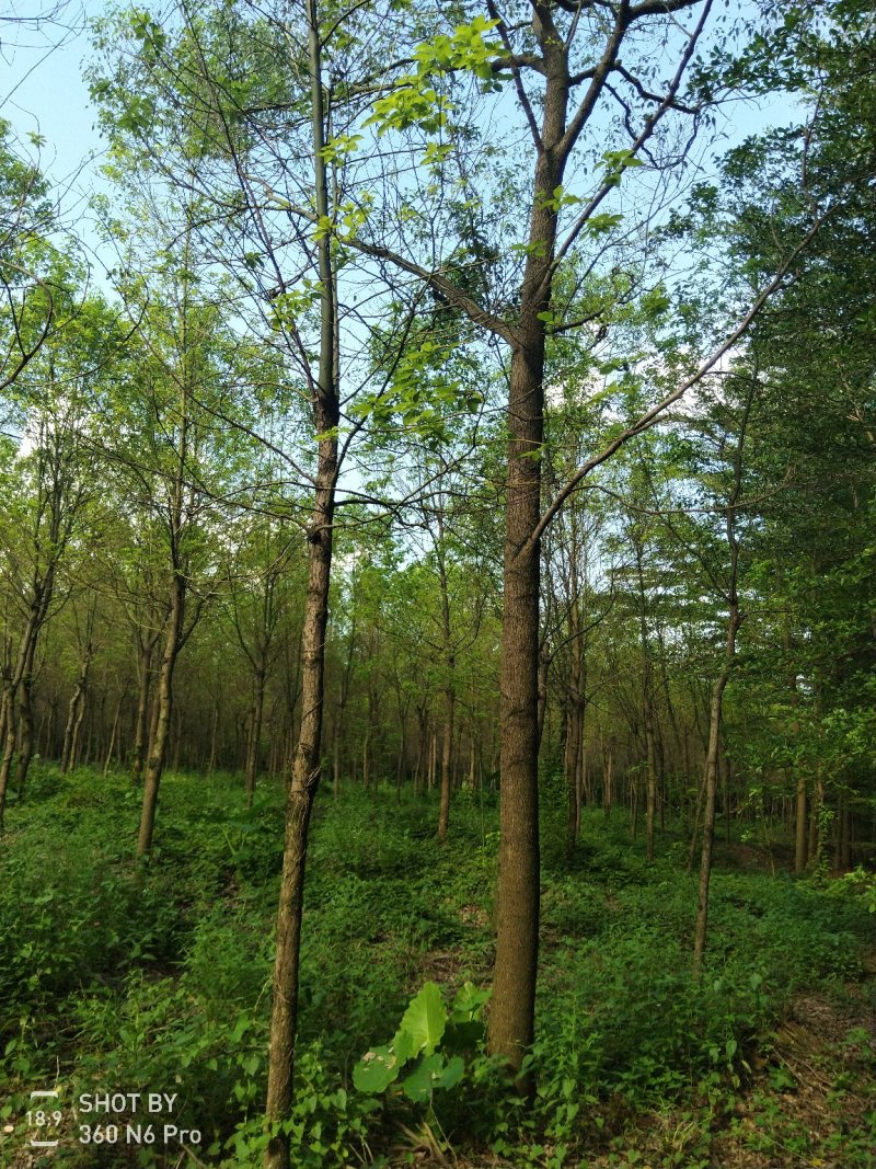 樟树261~300cm