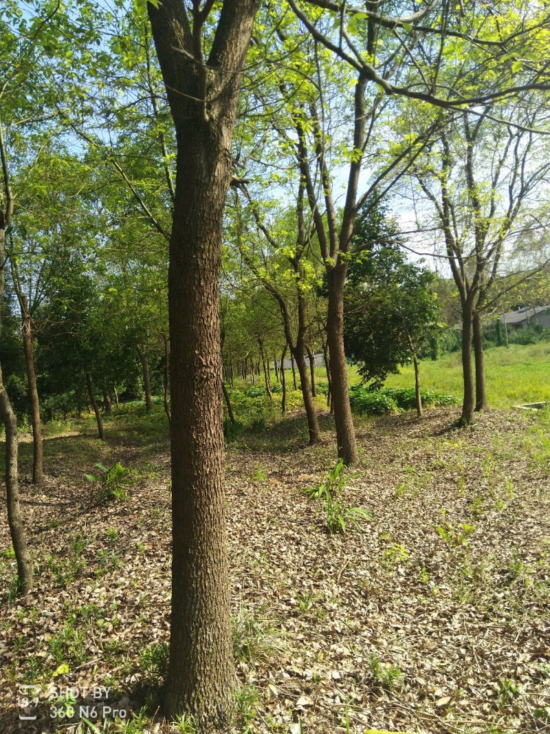樟树261~300cm