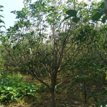桂花树14~16cm3~3.5米2~3米