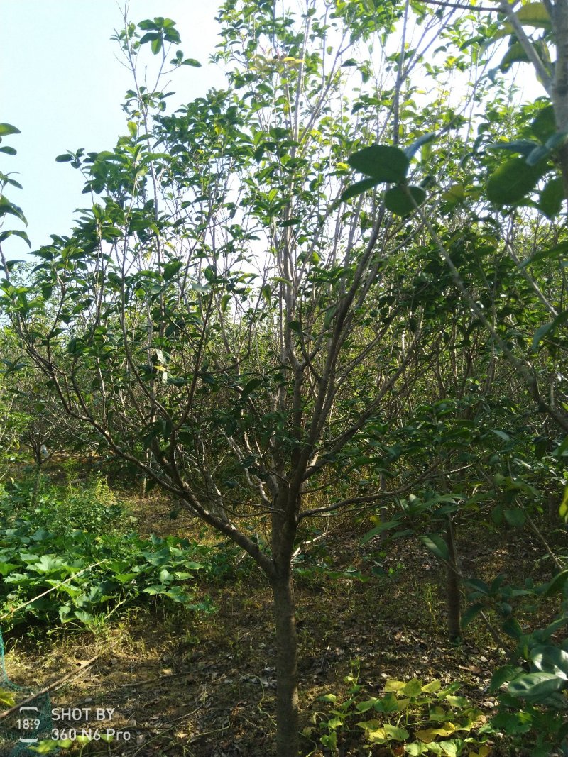 桂花树14~16cm3~3.5米2~3米