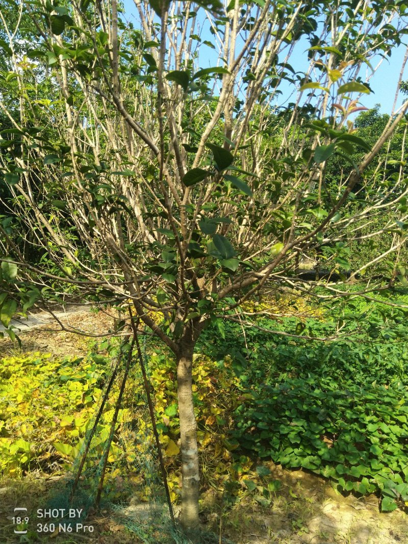 桂花树14~16cm3~3.5米2~3米