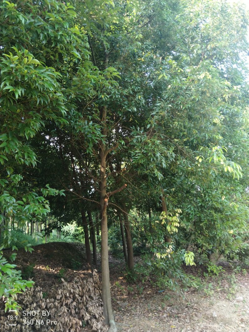 出售广伞枫10-35公分