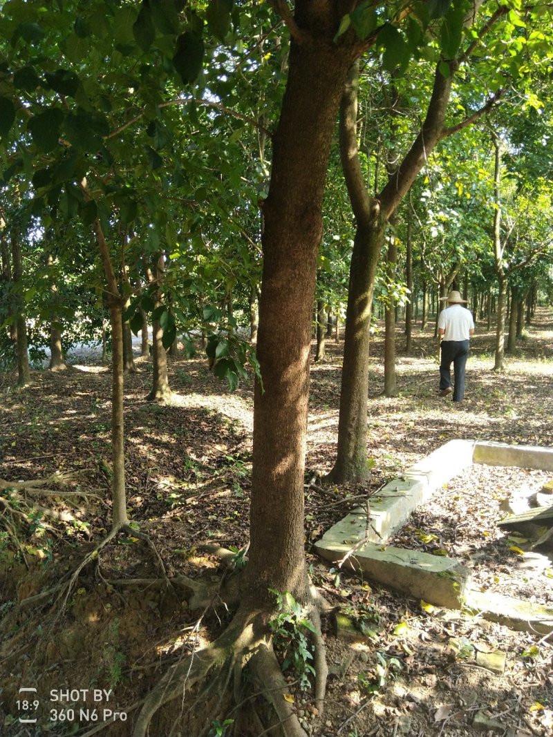 出售绿宝石树苗10-35公分