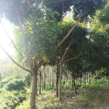 出售绿宝石树苗10-35公分