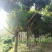 出售绿宝石树苗10-35公分